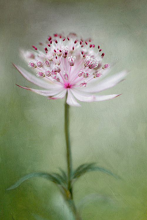 一花一世界图片