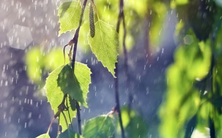 花未谢，雨未消，你还在。图片