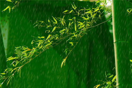 花未谢，雨未消，你还在。图片