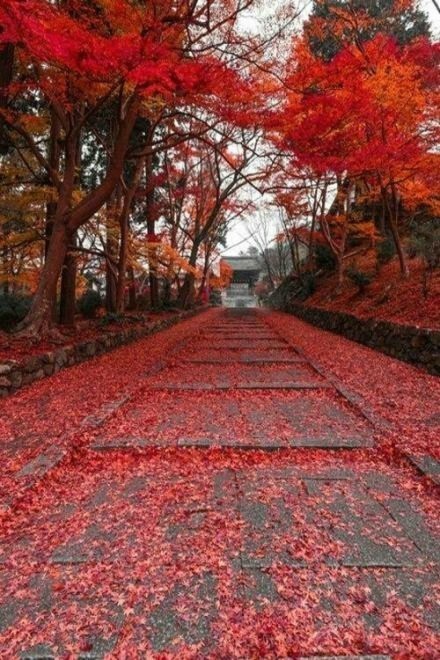 枫叶染红了半个秋图片