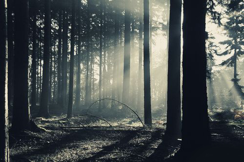 迷雾森林意境阳光唯美lomo素材图集图片