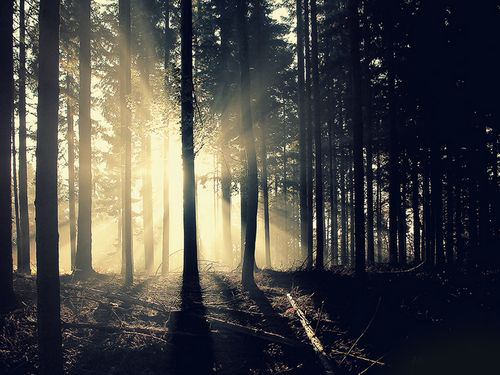 迷雾森林意境阳光唯美lomo素材图集图片