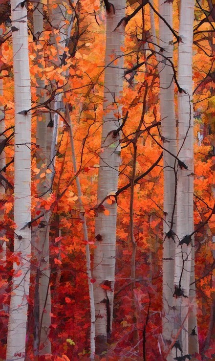 叶子的飘落，是树的不挽留图片