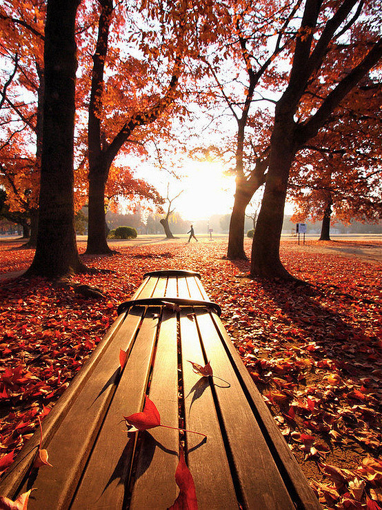 秋叶落，满地殇    唯美落叶意境美图图片
