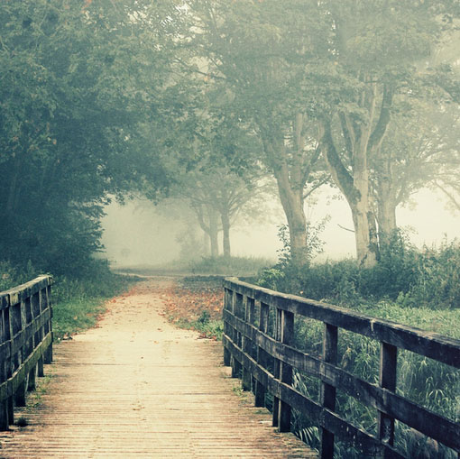 唯美图片风景 浓雾下的森林朦胧剪影 意境