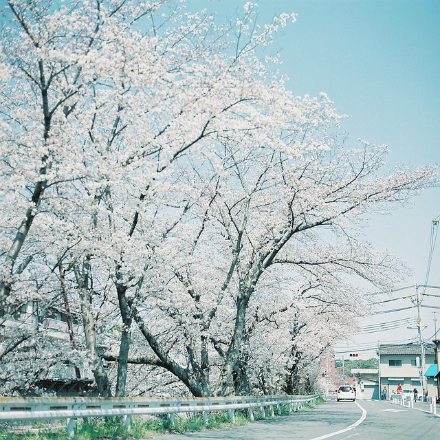 相遇，是一树花开