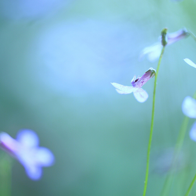 相遇，是一树花开