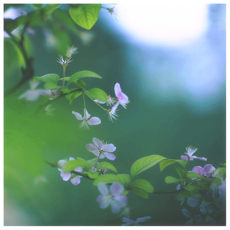 待到山花烂漫时